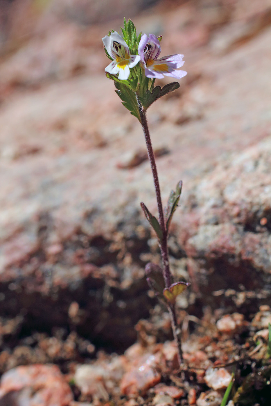 Изображение особи Euphrasia regelii.