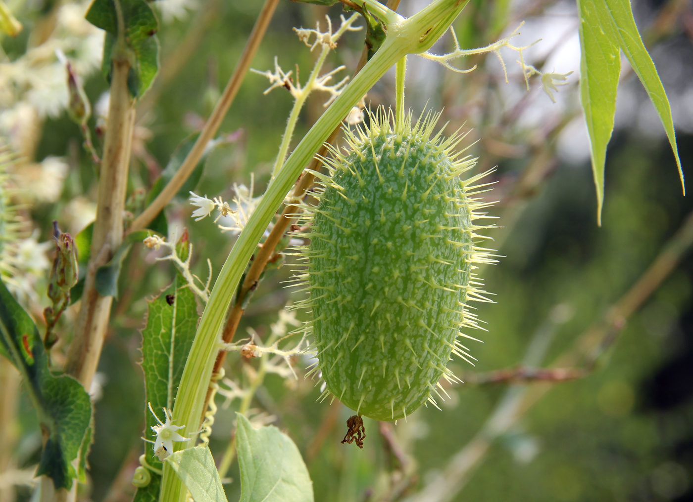 Изображение особи Echinocystis lobata.