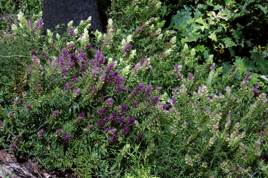 Image of Melampyrum argyrocomum specimen.