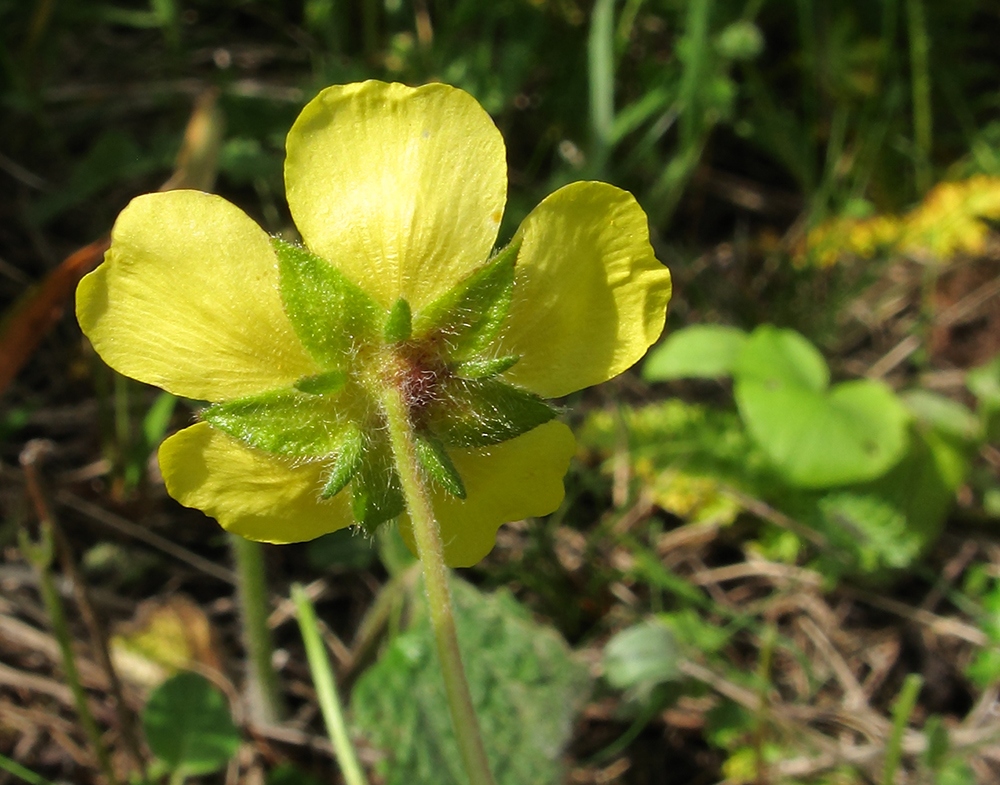 Изображение особи Potentilla sphenophylla.