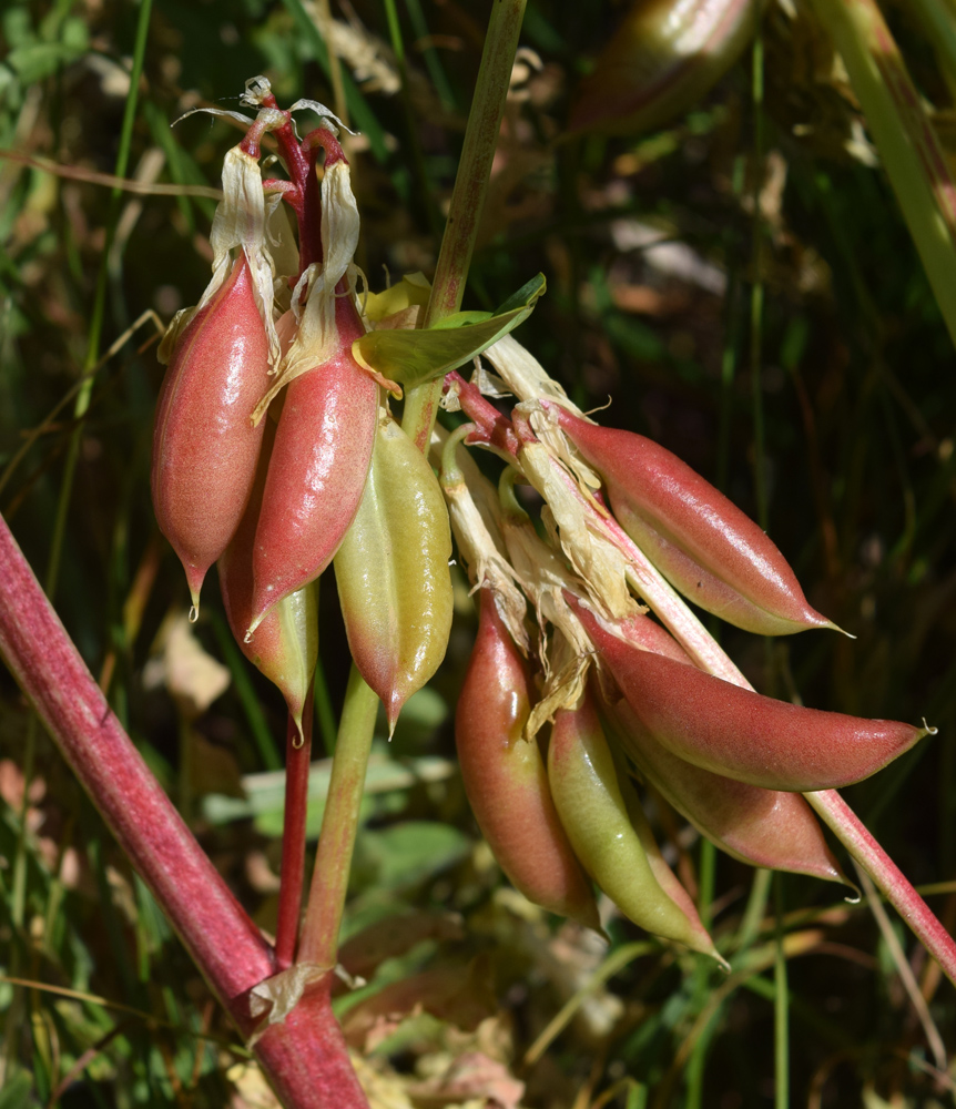 Изображение особи Astragalus tschimganicus.