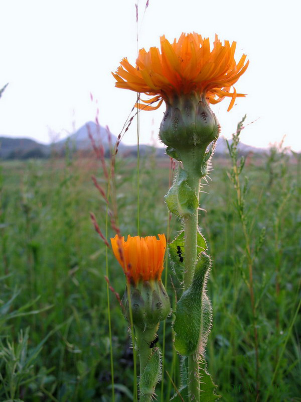 Изображение особи Trommsdorffia ciliata.