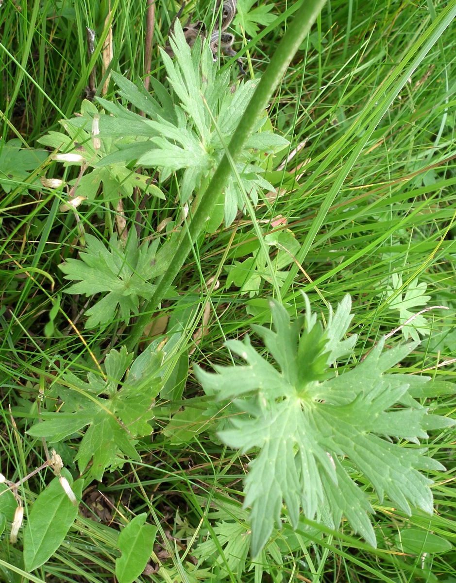 Image of genus Ranunculus specimen.