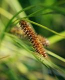 Carex rostrata. Соплодие. Пермский край, Оханский р-н, левый берег р. Кама, Кунчурихинский бор; мезотрофный осоковый лагг верхового болота, окружённый смешанным лесом. 03.09.2016.