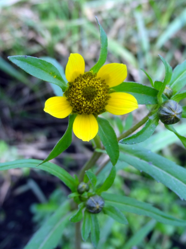 Image of Bidens cernua var. radiata specimen.