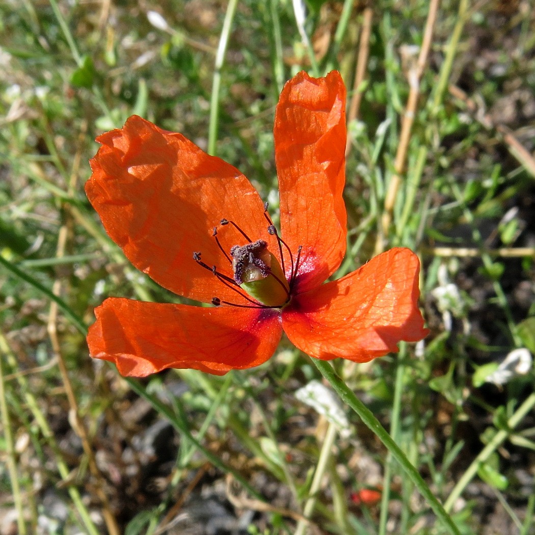 Изображение особи Papaver dubium.