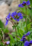 Geranium gymnocaulon