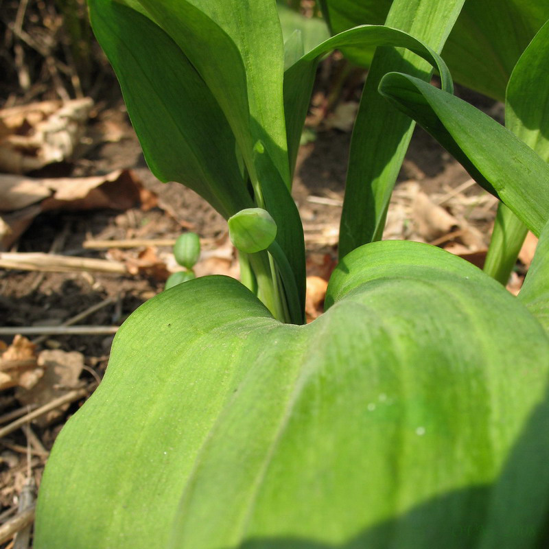 Изображение особи Allium ochotense.