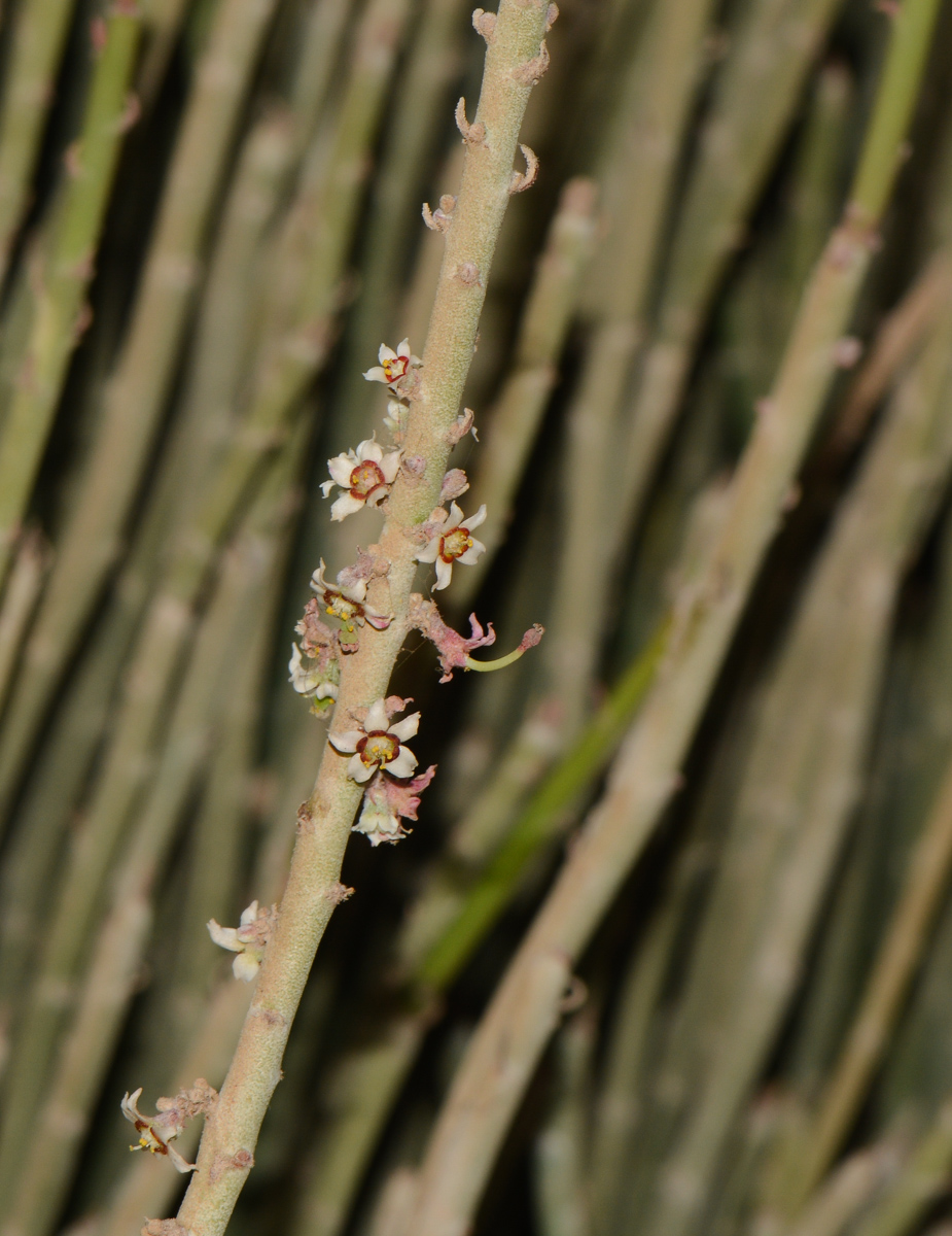 Изображение особи Euphorbia antisyphilitica.