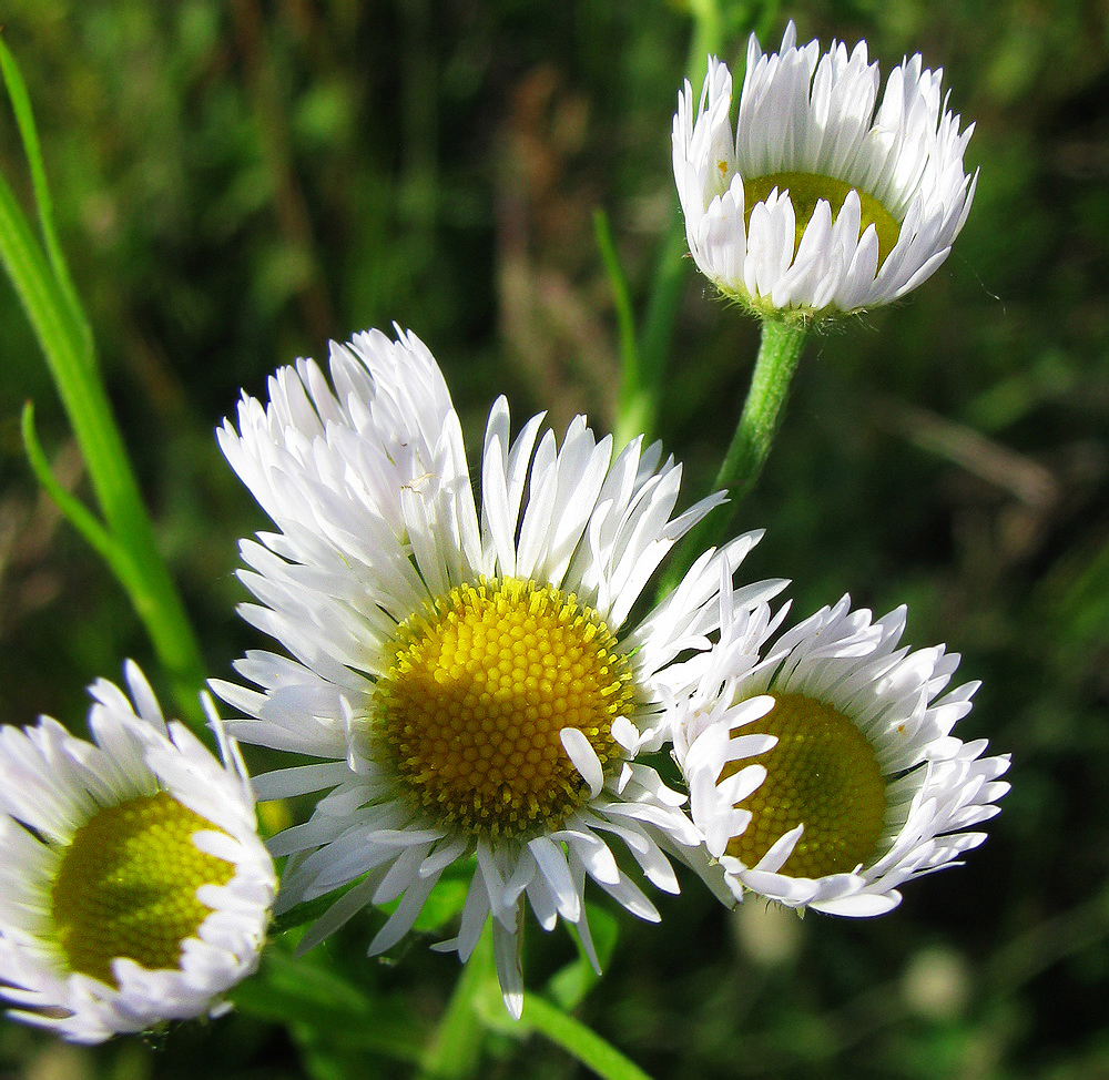 Image of Erigeron annuus specimen.