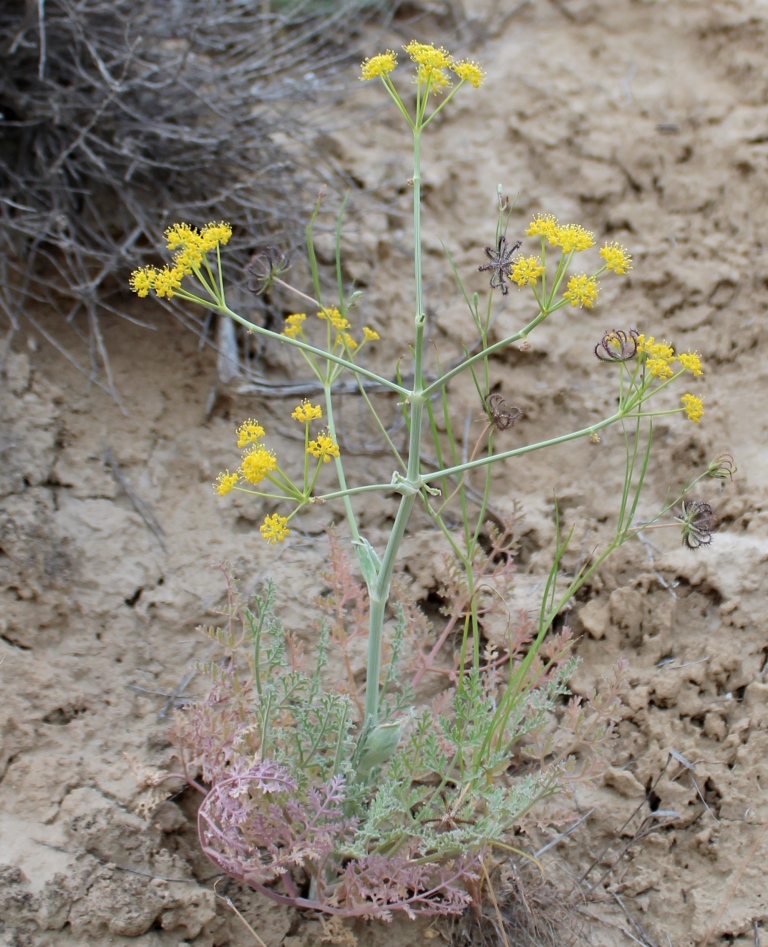 Изображение особи Ferula szowitsiana.