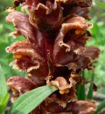 Orobanche colorata