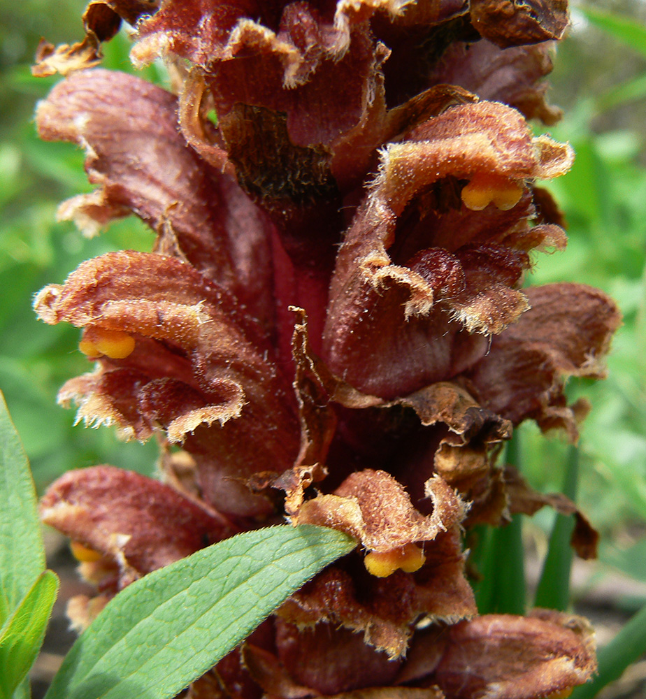 Изображение особи Orobanche colorata.