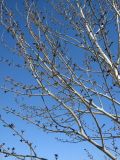 Populus tremula. Ветви с распускающимися соцветиями. Казахстан, Заилийский Алатау, предгорья. 23.03.2010.