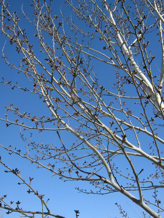 Изображение особи Populus tremula.