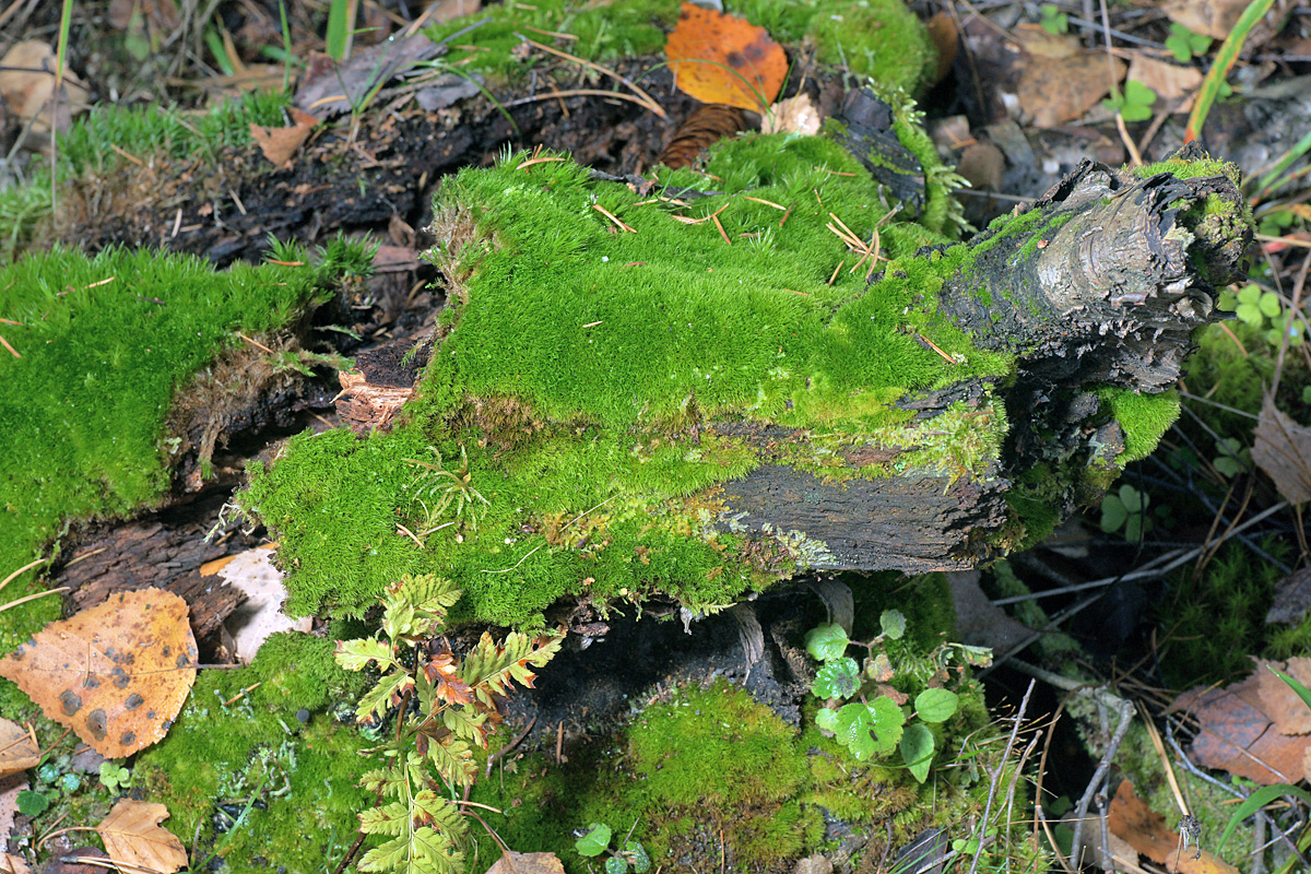 Image of Dicranum montanum specimen.