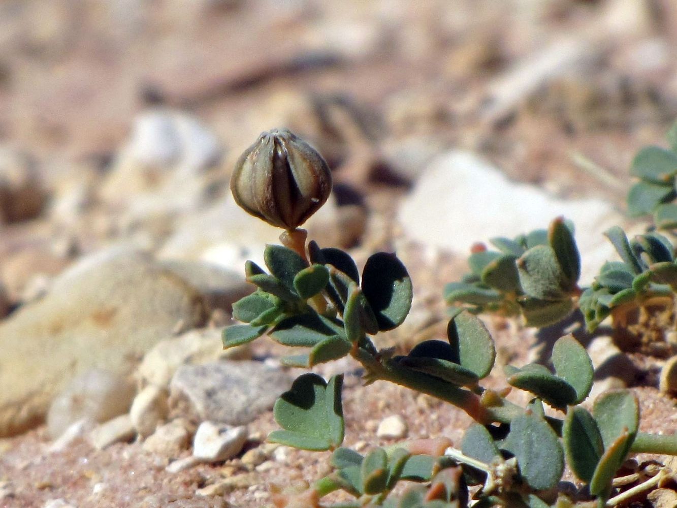 Image of Seetzenia lanata specimen.