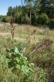 Rumex confertus