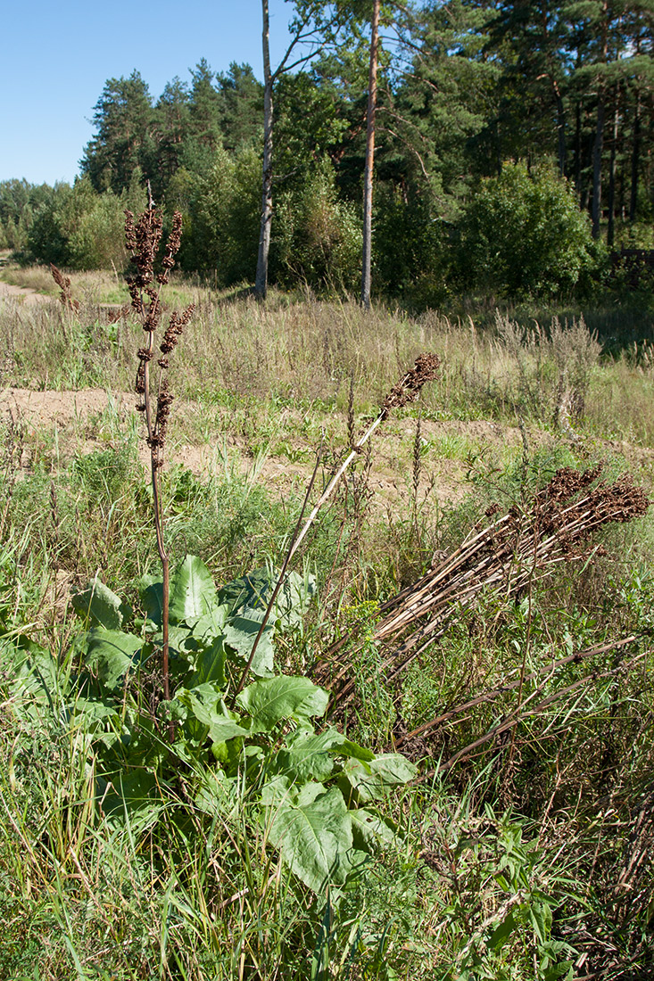 Image of Rumex confertus specimen.