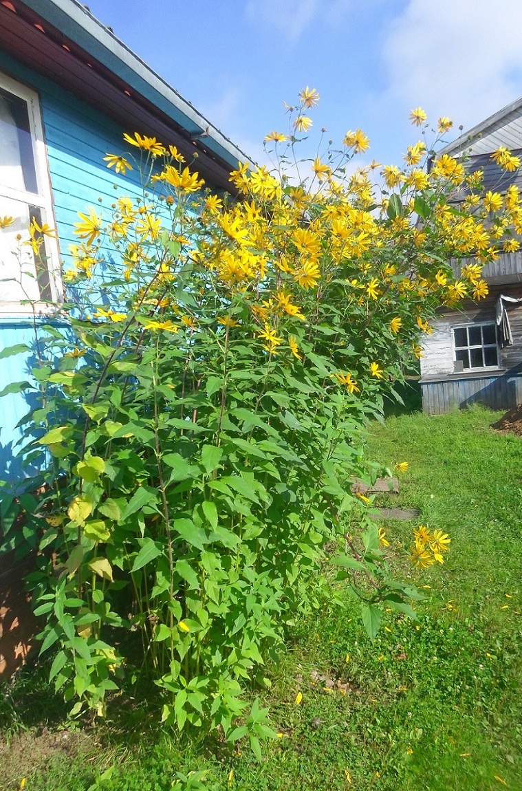 Image of Helianthus tuberosus specimen.