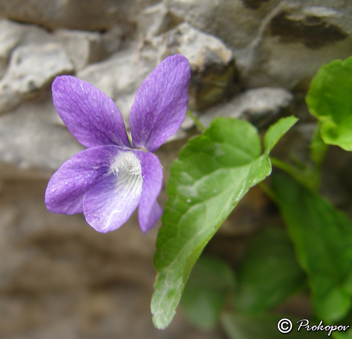 Image of genus Viola specimen.
