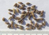Thalictrum foetidum