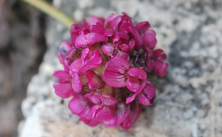Image of Oxytropis microsphaera specimen.