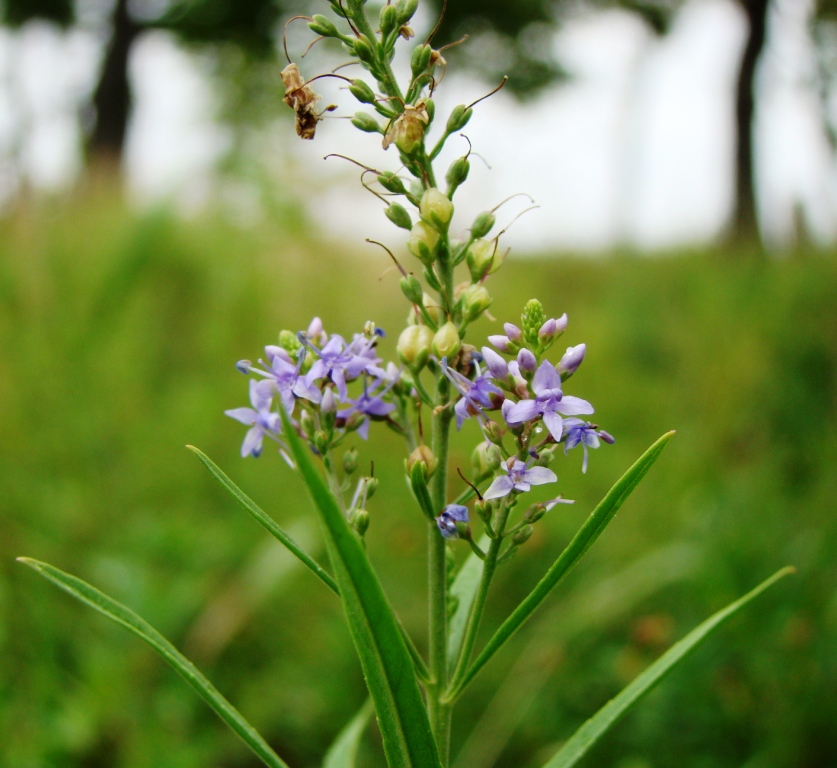 Image of Veronica spuria specimen.