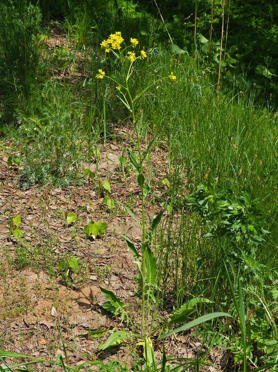 Image of Bunias orientalis specimen.