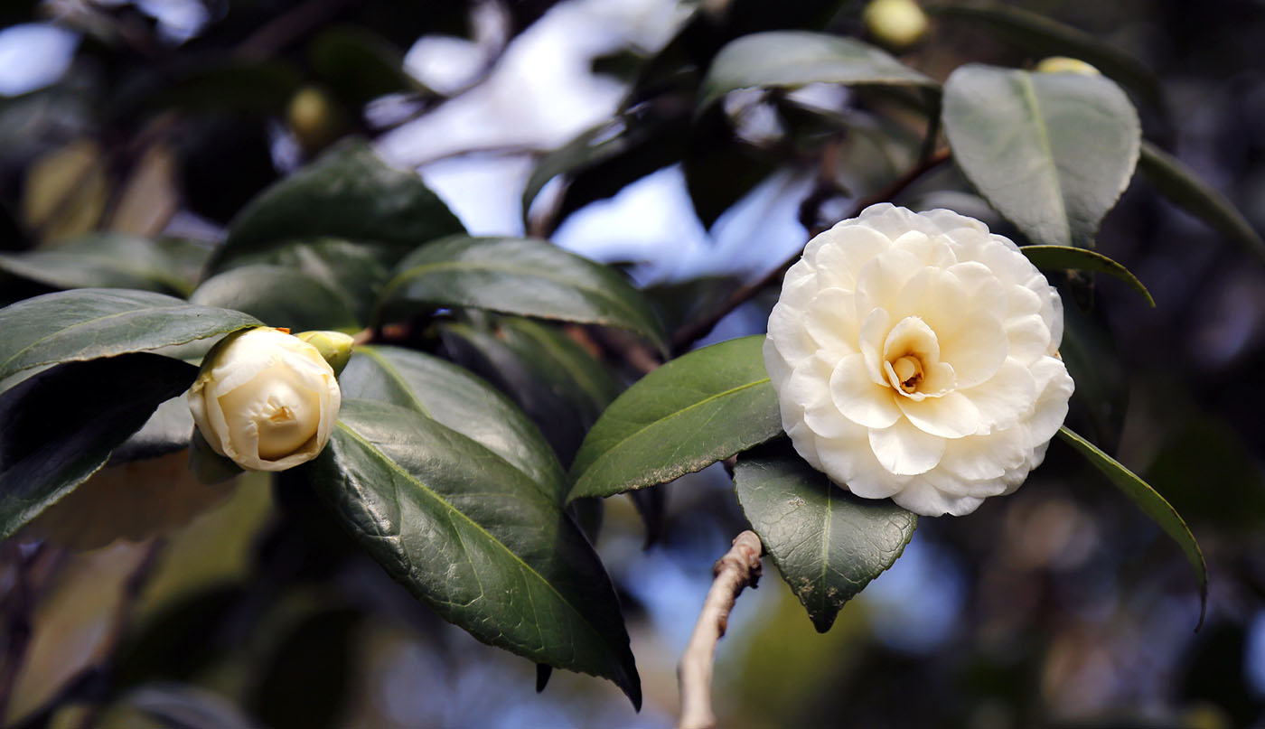 Image of Camellia japonica specimen.