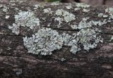 Phaeophyscia orbicularis