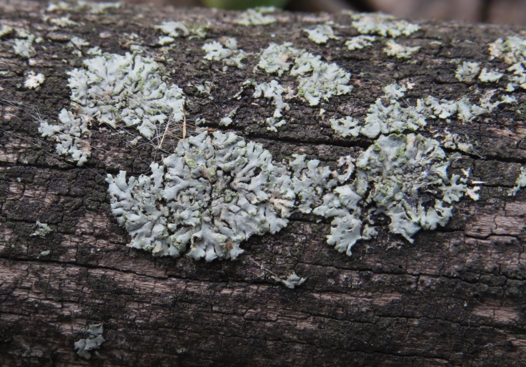 Image of Phaeophyscia orbicularis specimen.