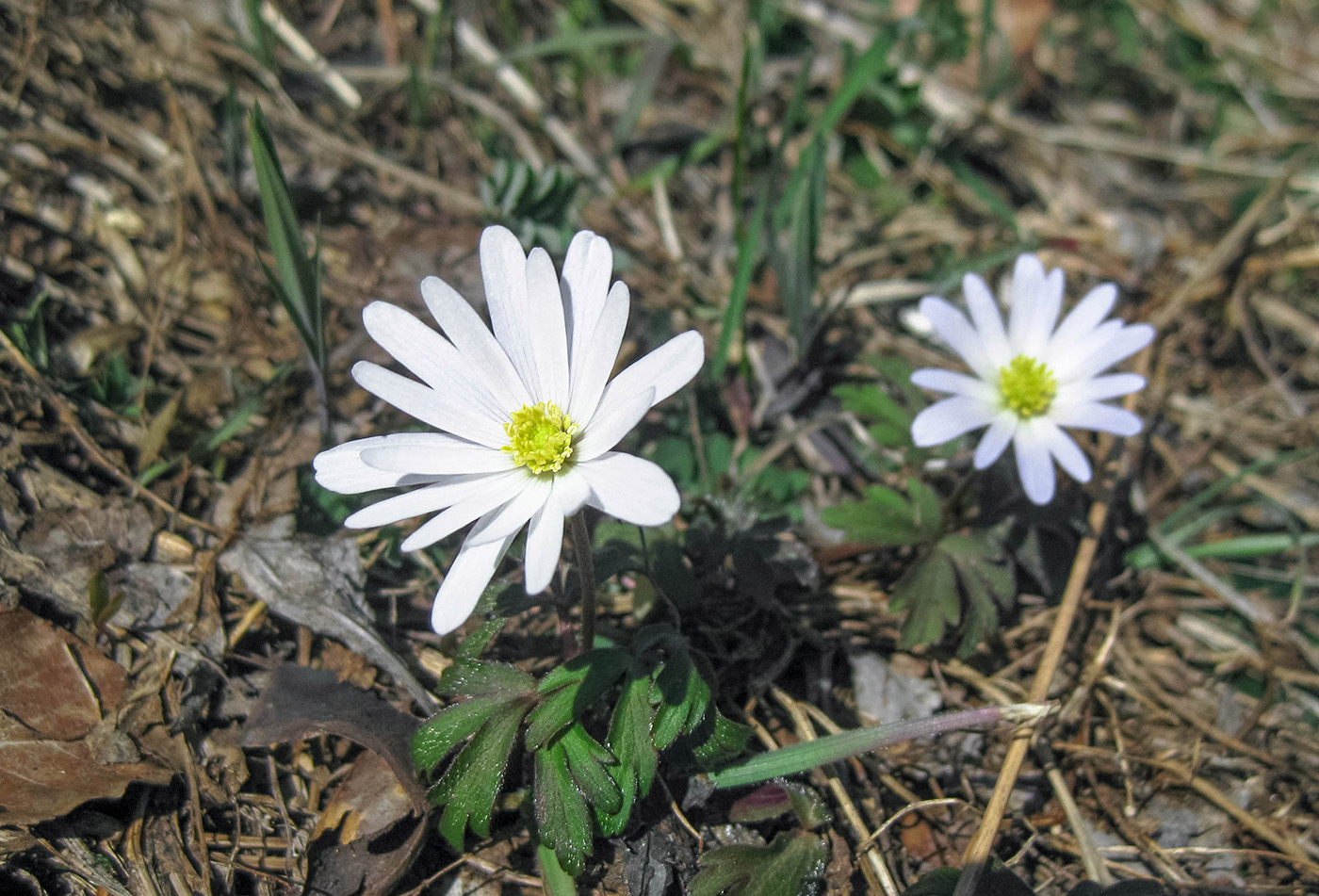 Изображение особи Anemone banketovii.