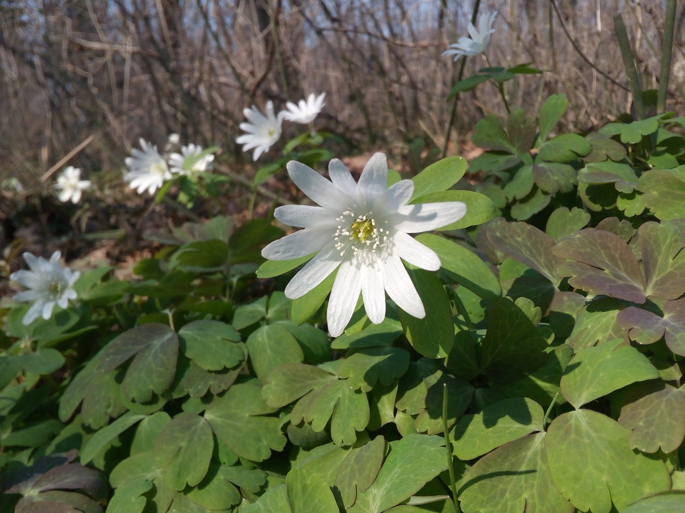 Изображение особи Anemone raddeana.