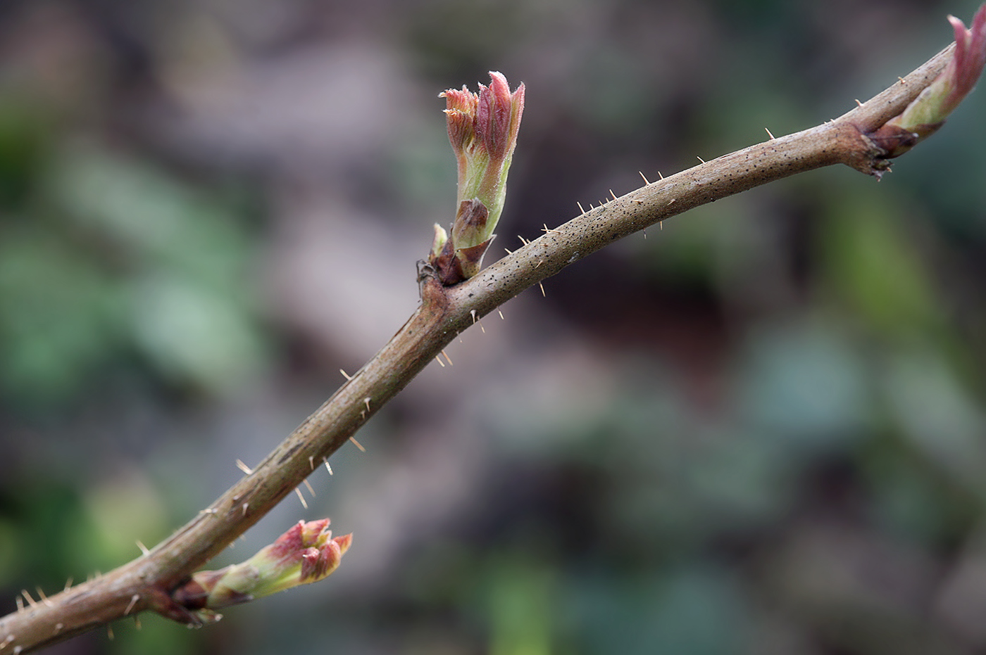 Изображение особи Rubus idaeus.