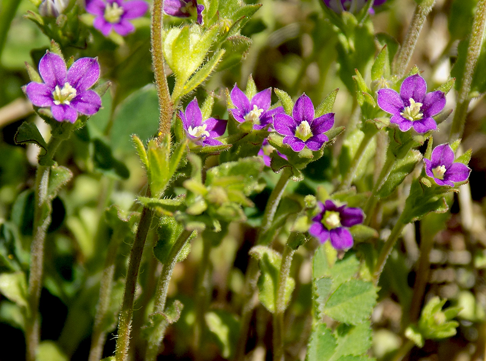 Изображение особи Legousia hybrida.