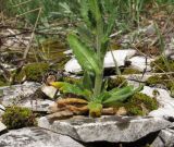 Arabis sagittata