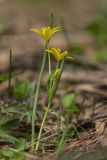 Gagea sulfurea