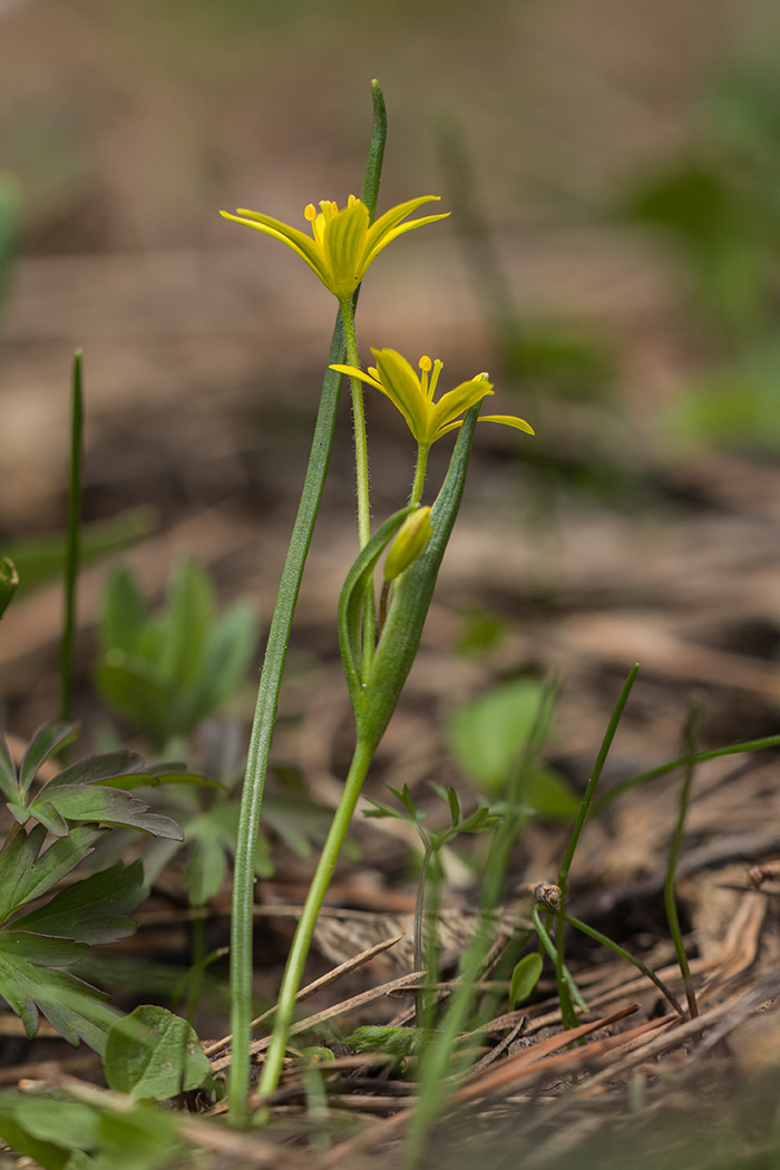 Image of Gagea sulfurea specimen.