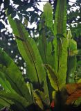 Asplenium nidus. Вайи с сорусами (вид снизу). Малайзия, штат Саравак, национальный парк Бако; о-в Калимантан, влажный тропический лес. 10.05.2017.