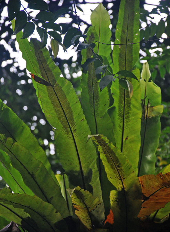 Image of Asplenium nidus specimen.