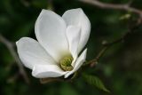 Magnolia &times; soulangeana