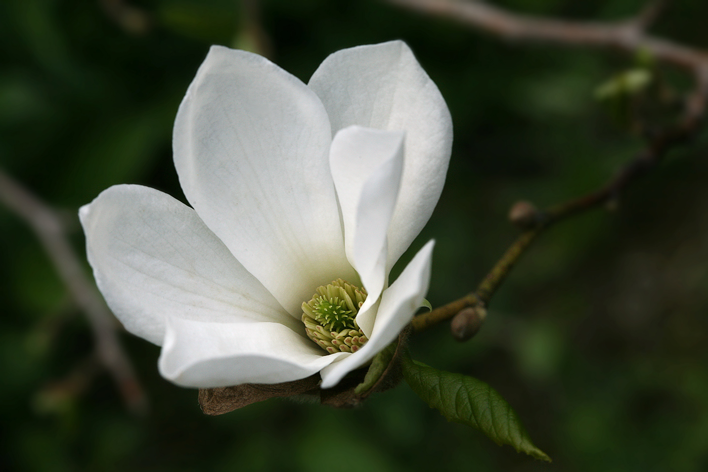 Image of Magnolia &times; soulangeana specimen.