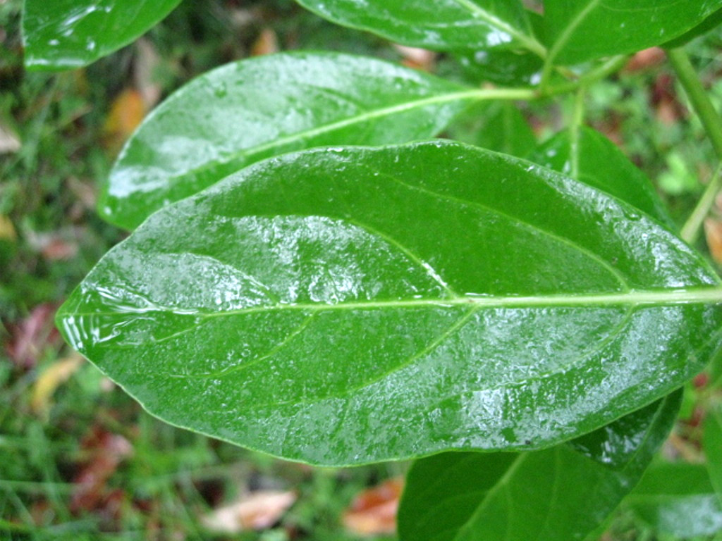 Изображение особи Viburnum odoratissimum var. awabuki.