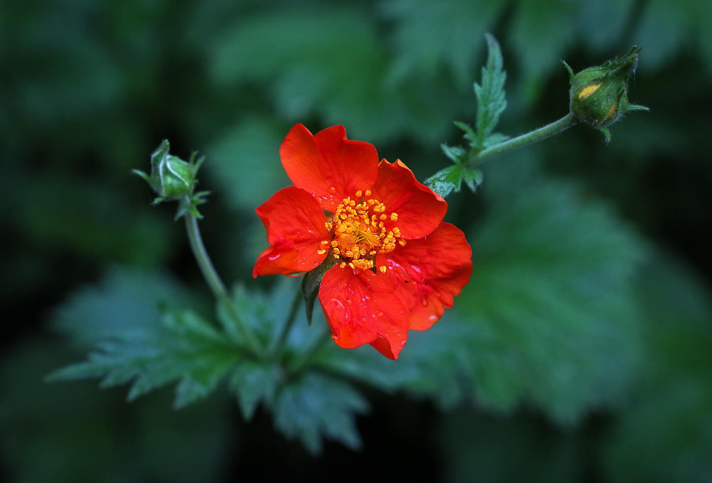 Image of Geum quellyon specimen.