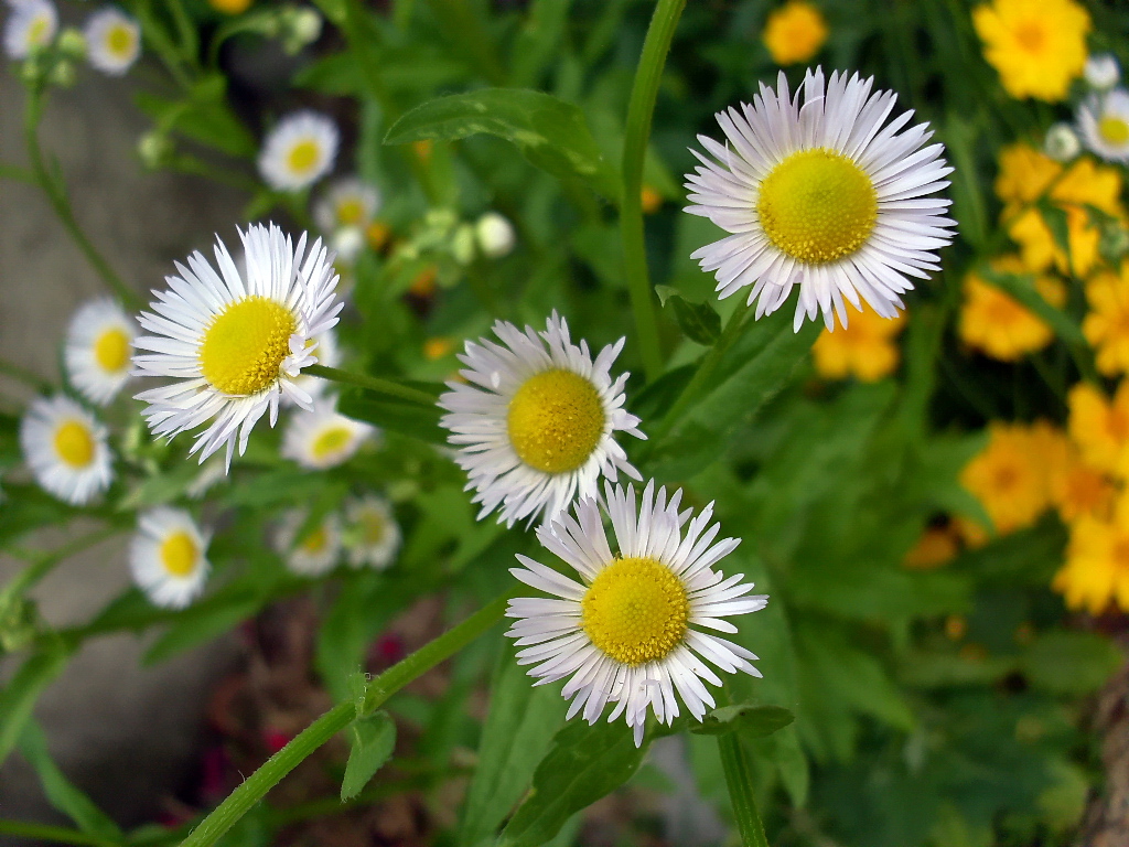 Изображение особи Erigeron annuus.