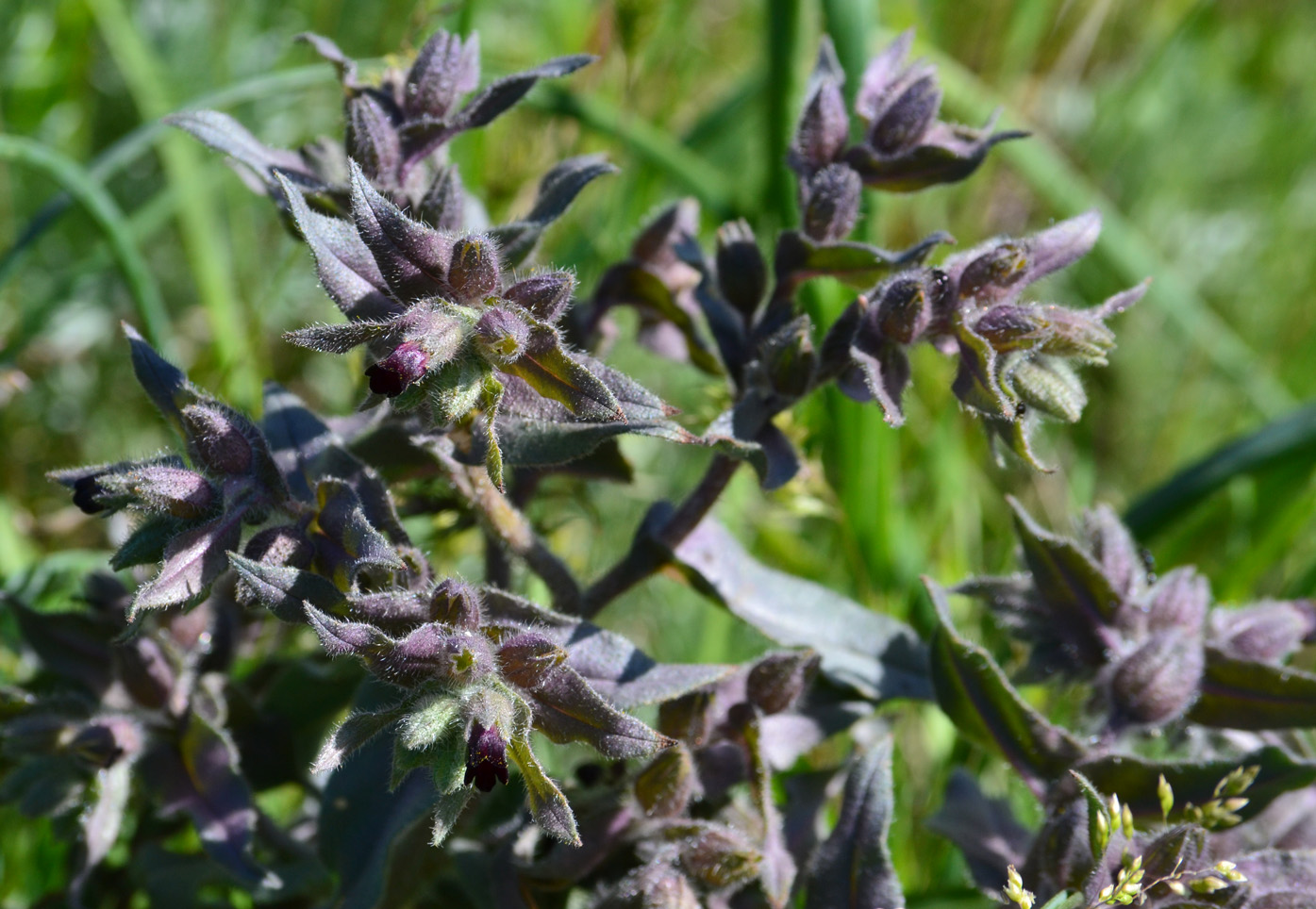 Image of Nonea rossica specimen.