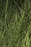 род Equisetum