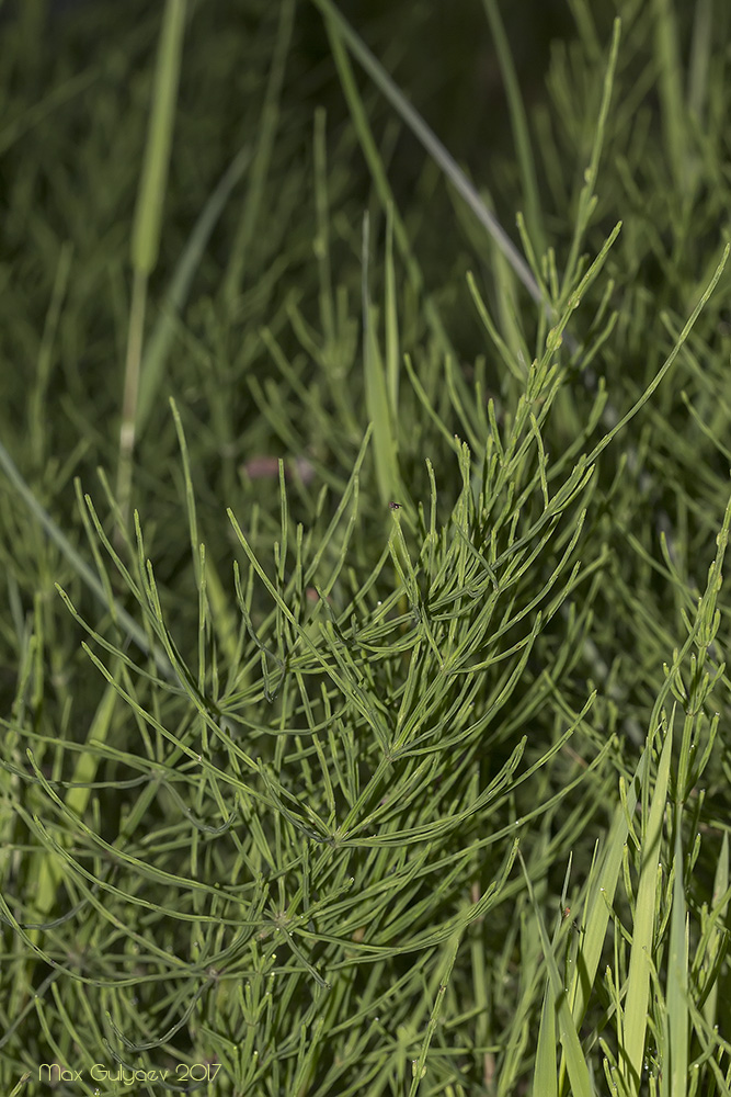 Image of genus Equisetum specimen.