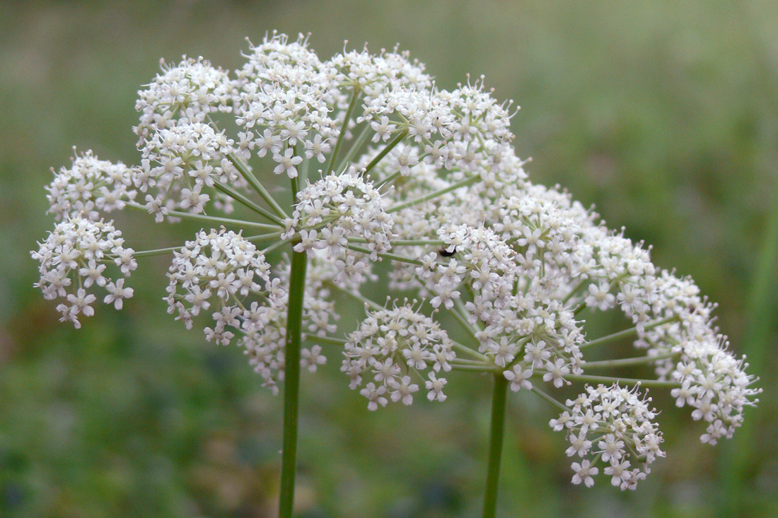 Изображение особи Pimpinella saxifraga.